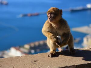 Itinerář Gibraltar